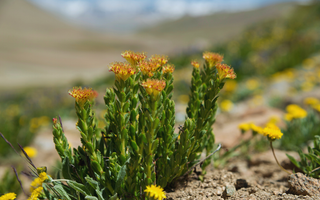 Rhodiola rosea