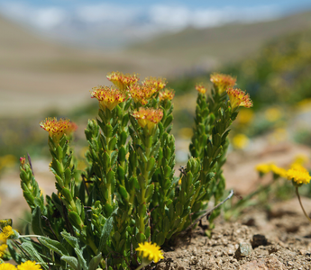 Rhodiola rosea