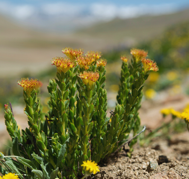 Rhodiola rosea